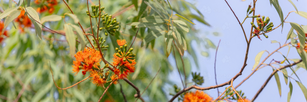 Eucalyptus phoenicea - orange flower on Scarlet Gum tree - Australian Stock Image