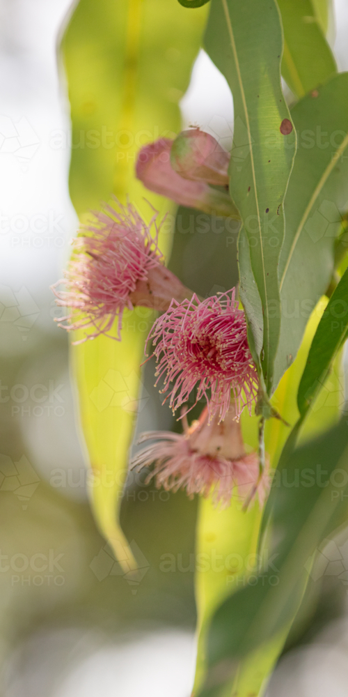 Eucalyptus - Swamp Bloodwood with pink red flowers - Australian Stock Image