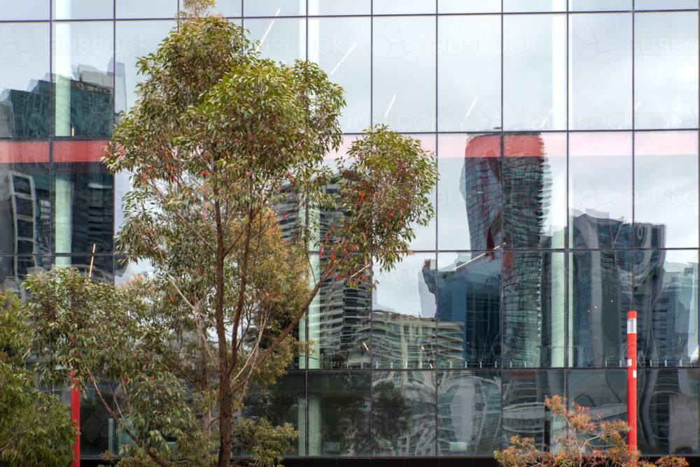 Eucalyptus tree in front of glass city building with other buildings reflected in the glass - Australian Stock Image