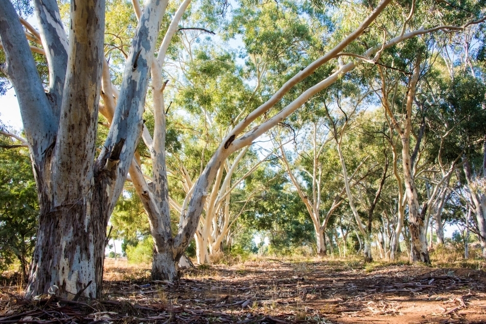 Eucalyptus trees giving shade. - Australian Stock Image