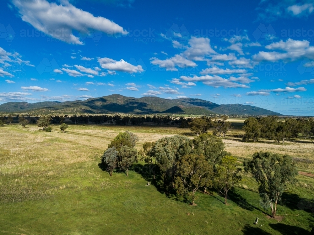 Eucalyptus trees in green farm paddock with clouds casting shadows on distant hills - Australian Stock Image