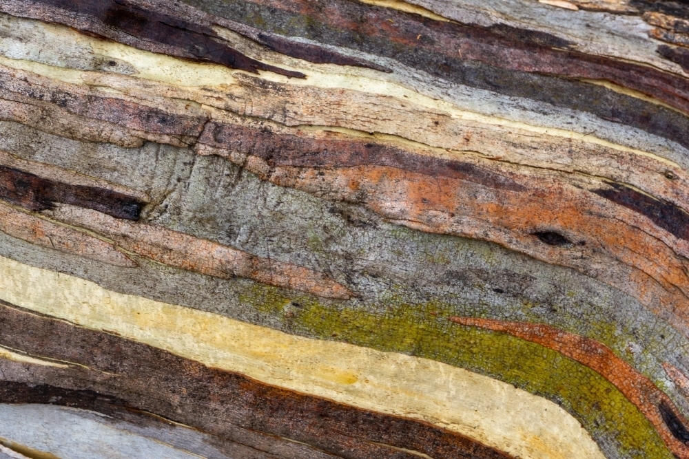 Eucalyptus trunk bark colours detail - Australian Stock Image