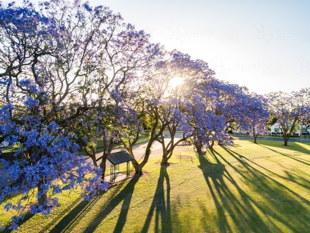 Evening sunlight through purple flowering jacaranda trees and long shadows in park - Australian Stock Image