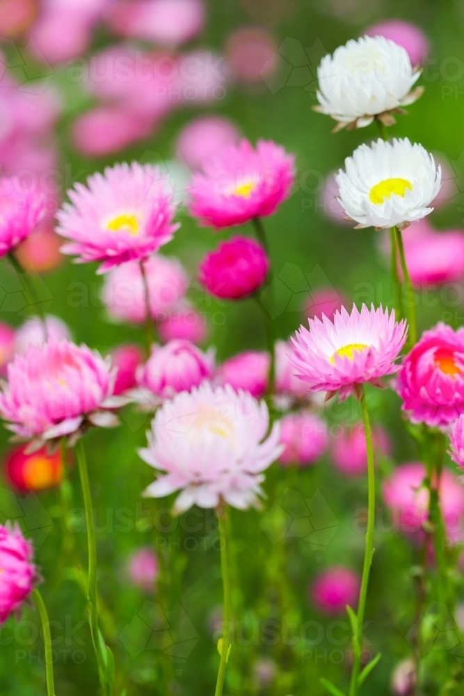 Everlasting Daisies, or everlastings, in bloom - Australian Stock Image