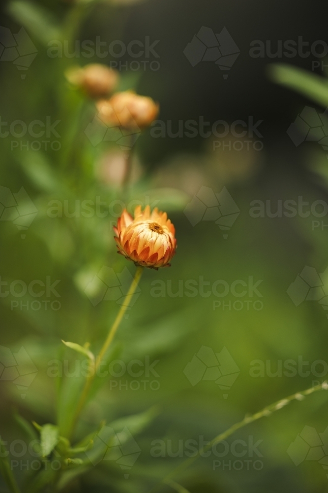 Image of Everlasting daisies growing in lush cottage garden with copy ...