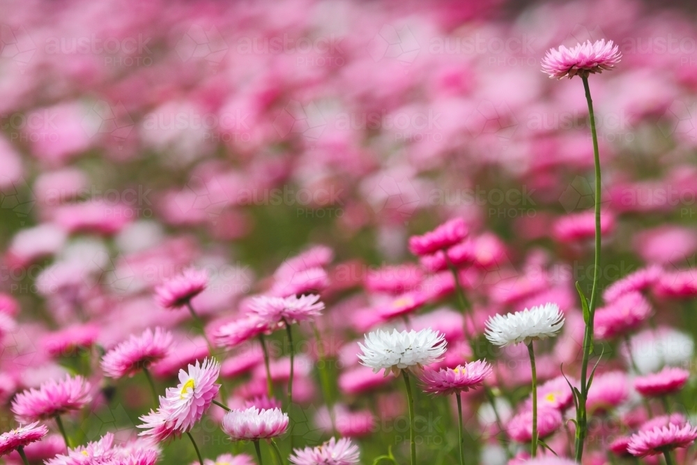 Everlasting Daisies in Kings Park, Western Australia. - Australian Stock Image