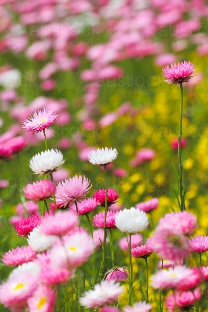 Everlasting Daisies in Kings Park, Western Australia. - Australian Stock Image