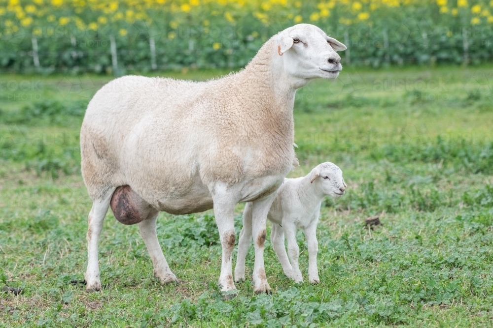 Ewe and lamb standing together in green pasture - Australian Stock Image