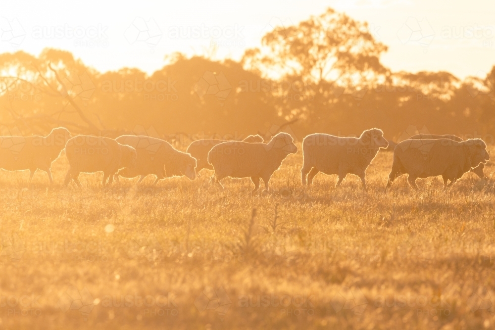 Ewes (sheep) walking at sunset in evening light in a paddock - Australian Stock Image