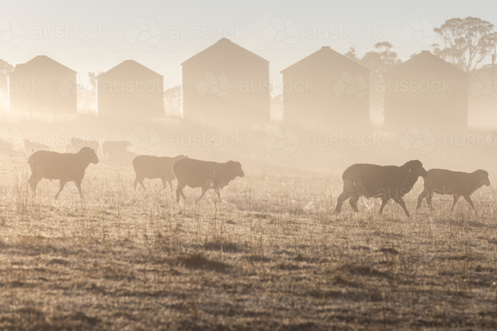 Ewes (sheep) walking on a winter morning in fog in a paddock - Australian Stock Image