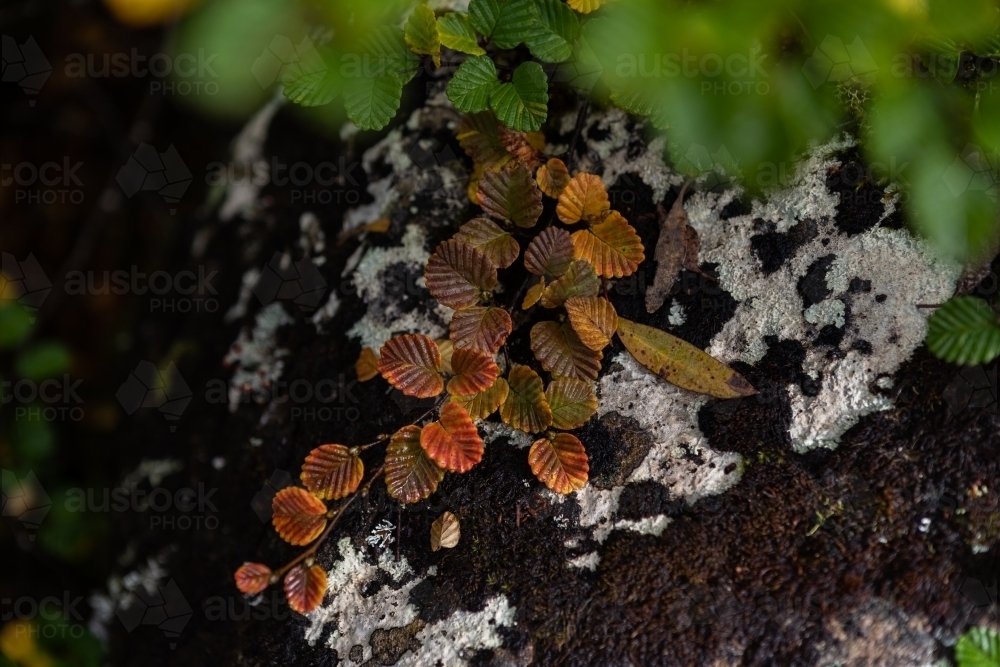 Fagus leaves on rock - Australian Stock Image