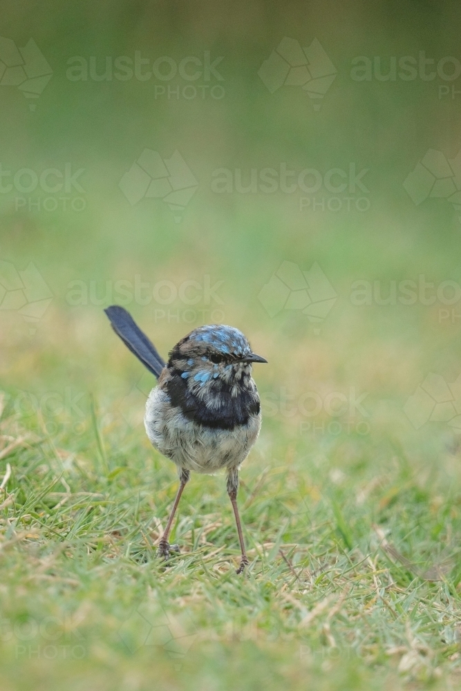 Fairy Wren - Australian Stock Image