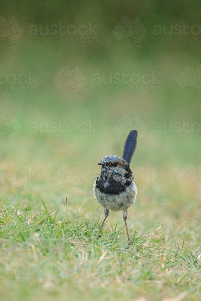 Fairy Wren - Australian Stock Image