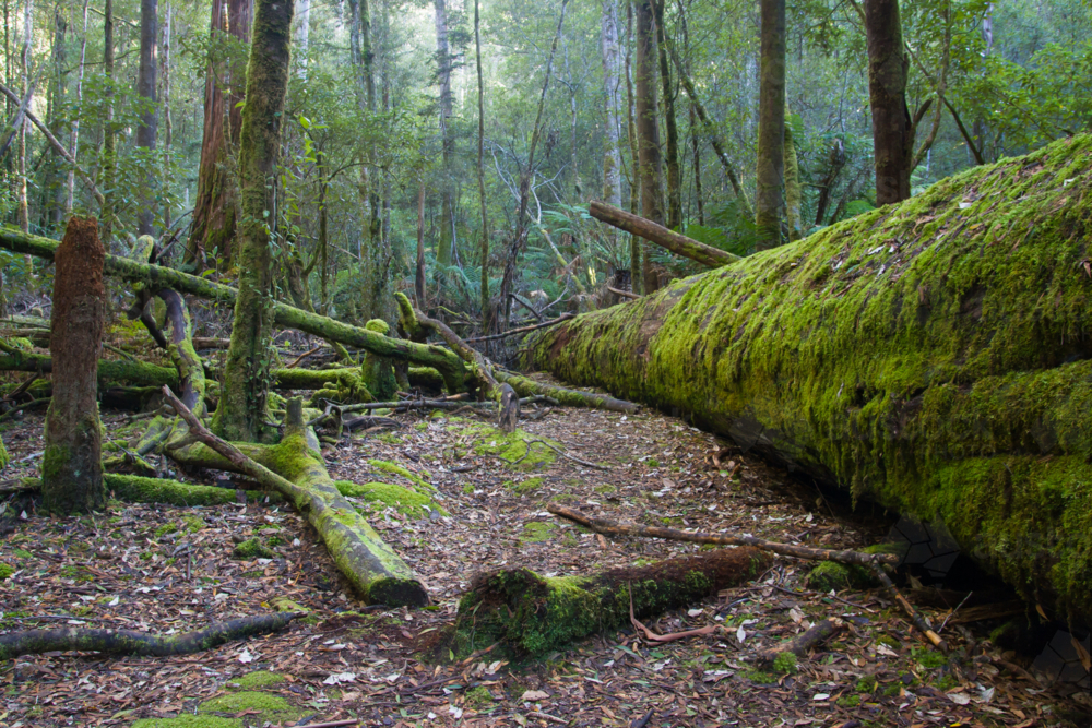 Fallen trees covered in moss in Mt Field, Tasmania, Australia - Australian Stock Image