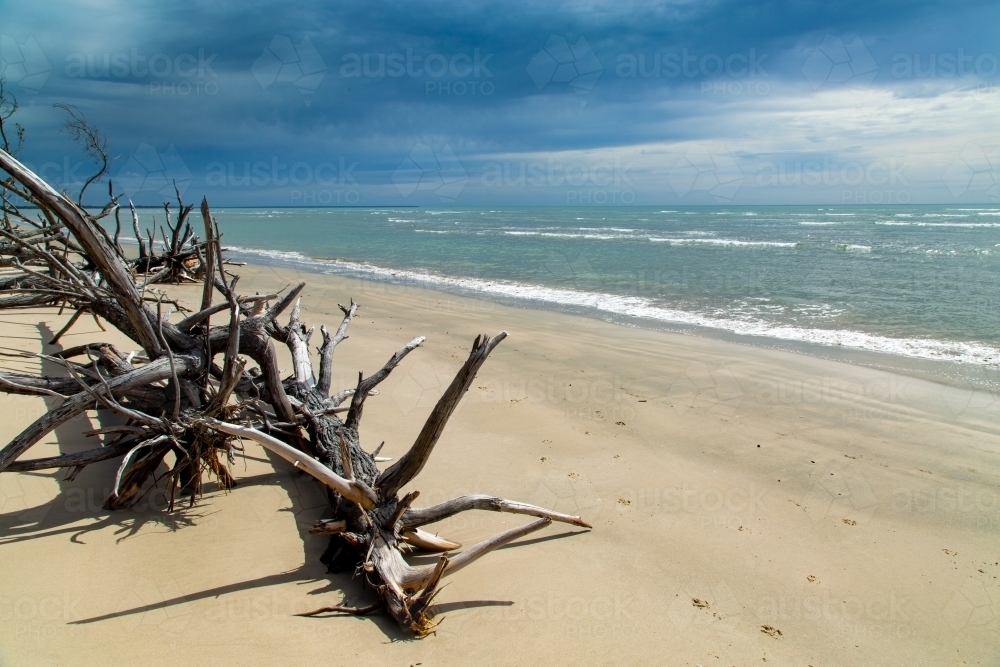 Fallen trees on sandy beach under inclement sky. - Australian Stock Image