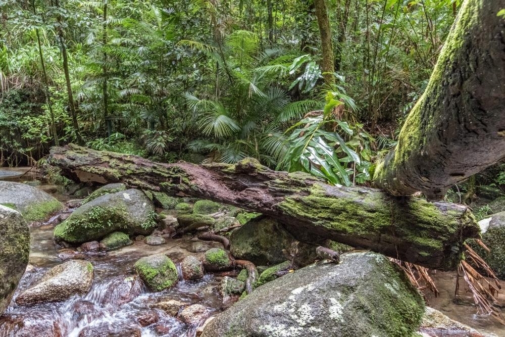 Fallen Trees over rainforest creek - Australian Stock Image