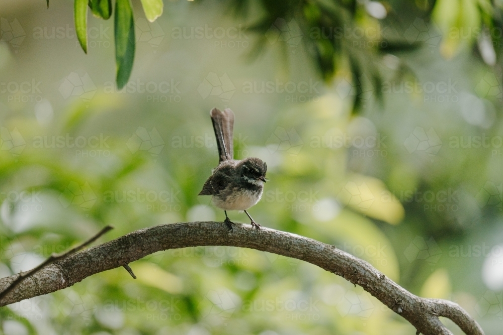 Fantail in tree - Australian Stock Image