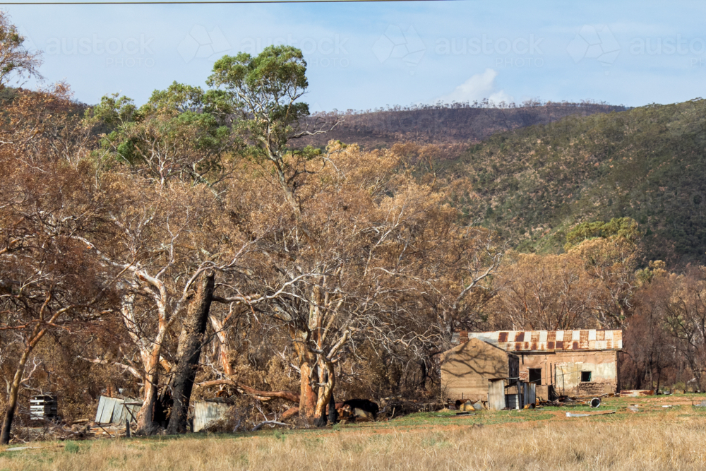 Farm building and trees in aftermath of a bushfire - Australian Stock Image