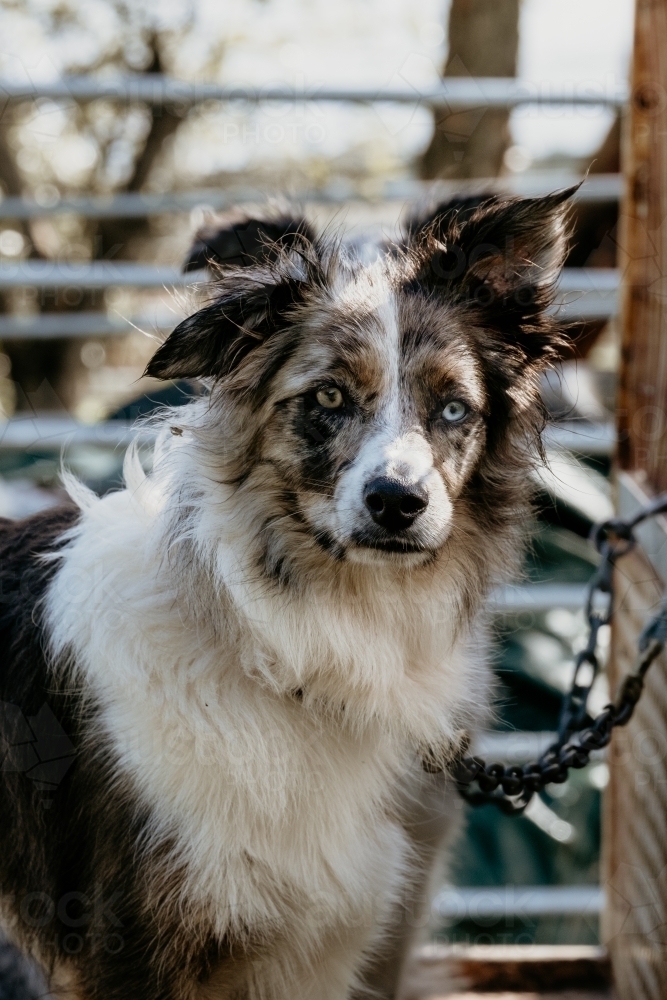 Farm dog with an alert look. - Australian Stock Image