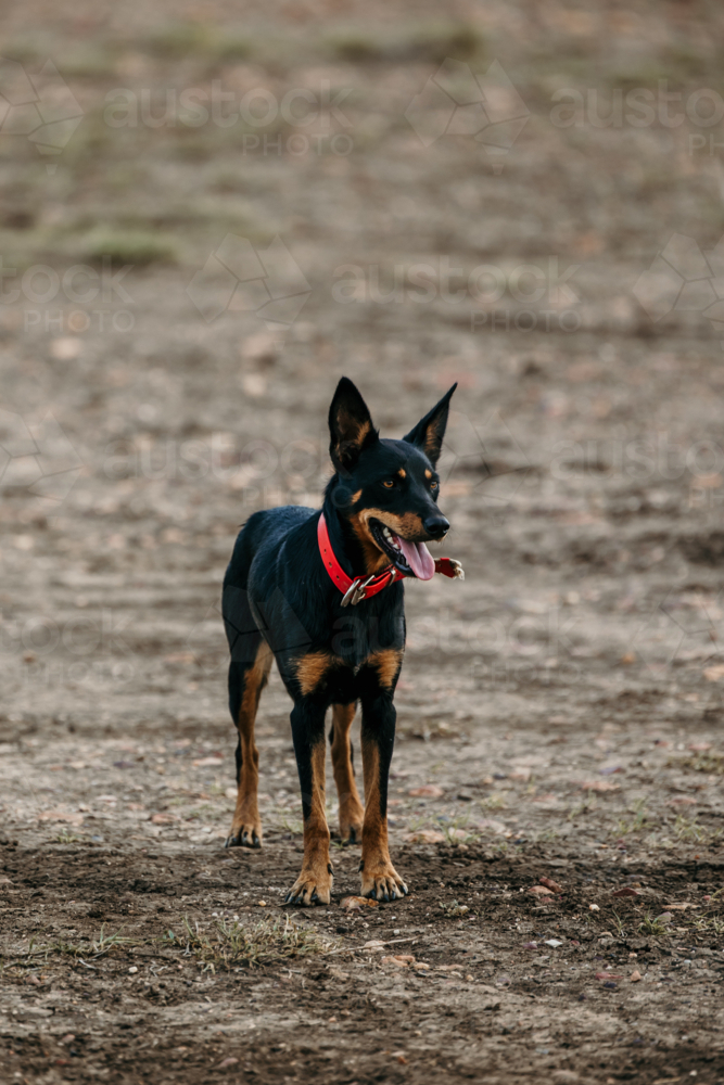 Farm dog with tongue out standing on dry ground - Australian Stock Image