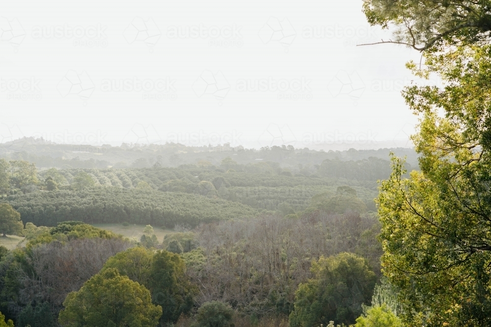 farm land macadamia orchard - Australian Stock Image