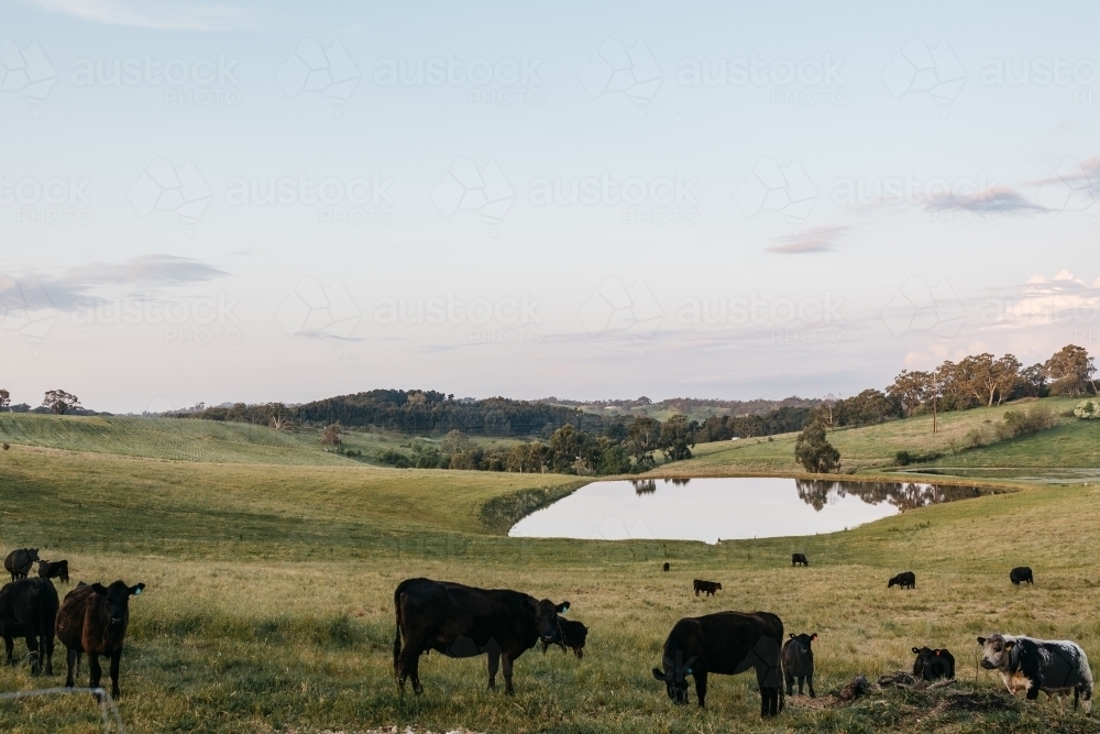 farm landscapes - Australian Stock Image