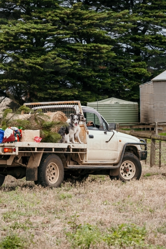 Farm Ute loaded with working dogs and Christmas necessities. - Australian Stock Image