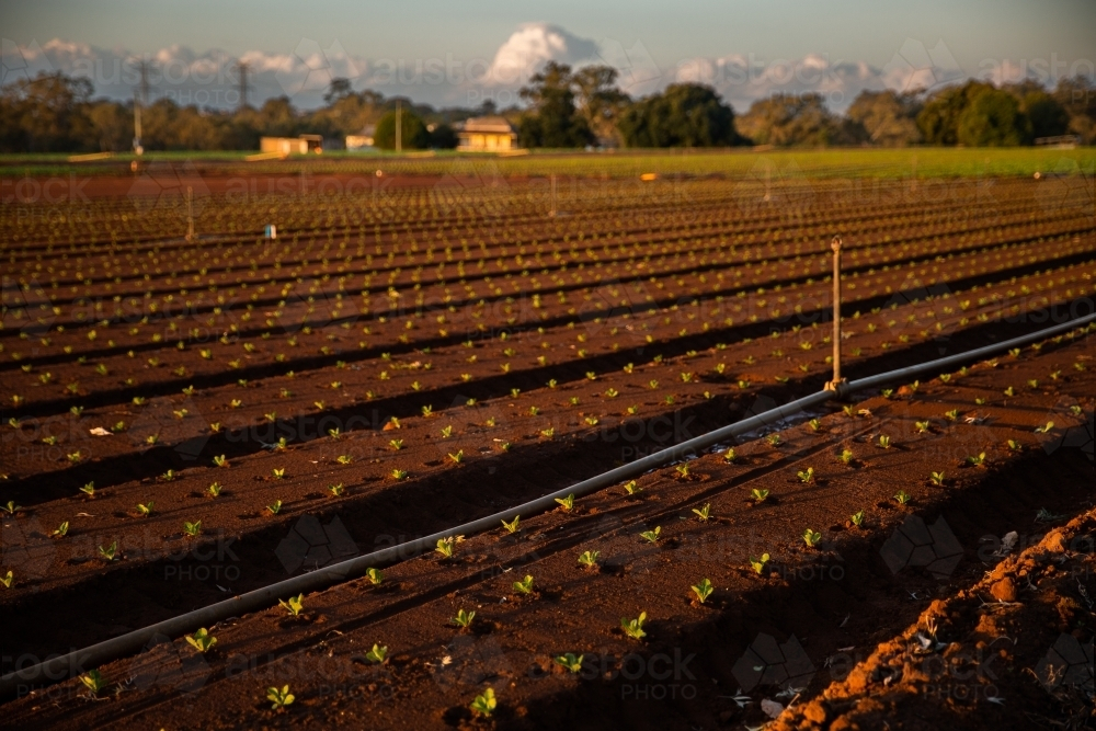 farm with newly planted crops at sunset with golden light - Australian Stock Image