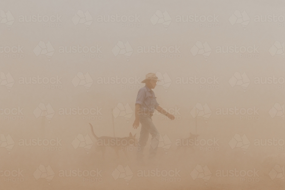 Farmer and working dogs walking in the dust - Australian Stock Image