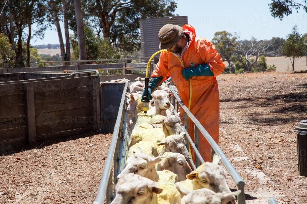 Farmer backlining sheep for lice protection - Australian Stock Image