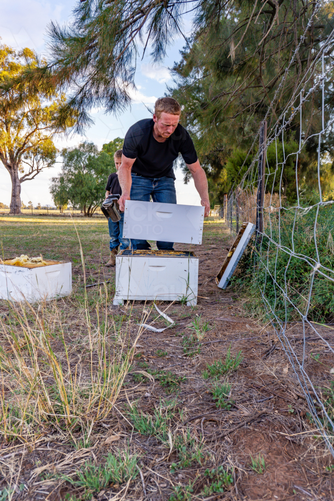 Farmer checking a beehive without a suit - Australian Stock Image