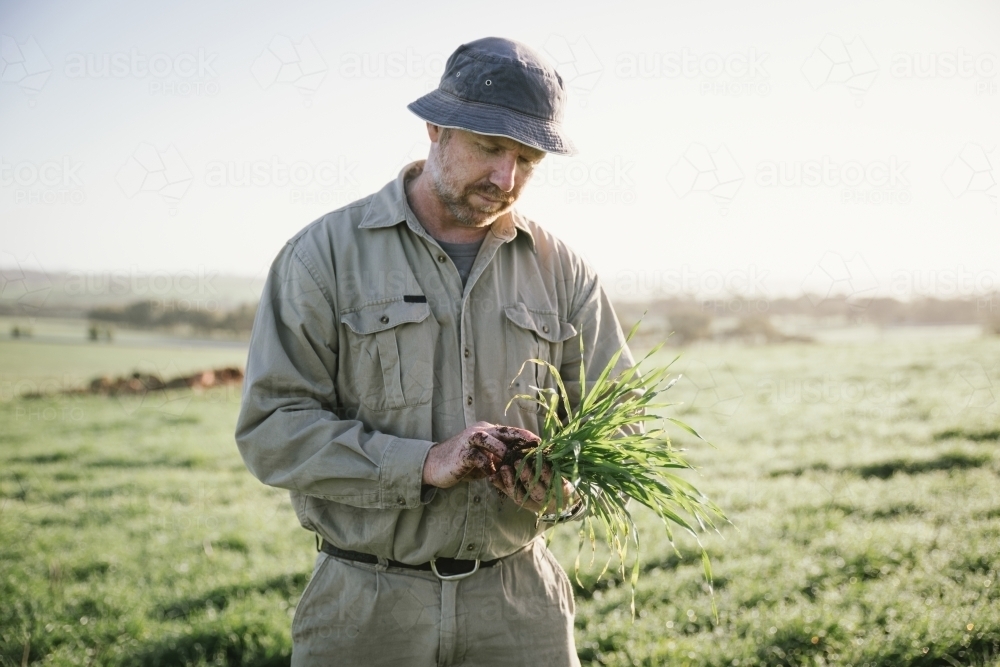 Farmer checking broadacre cereal crop in the Avon Valley of Western Australia - Australian Stock Image