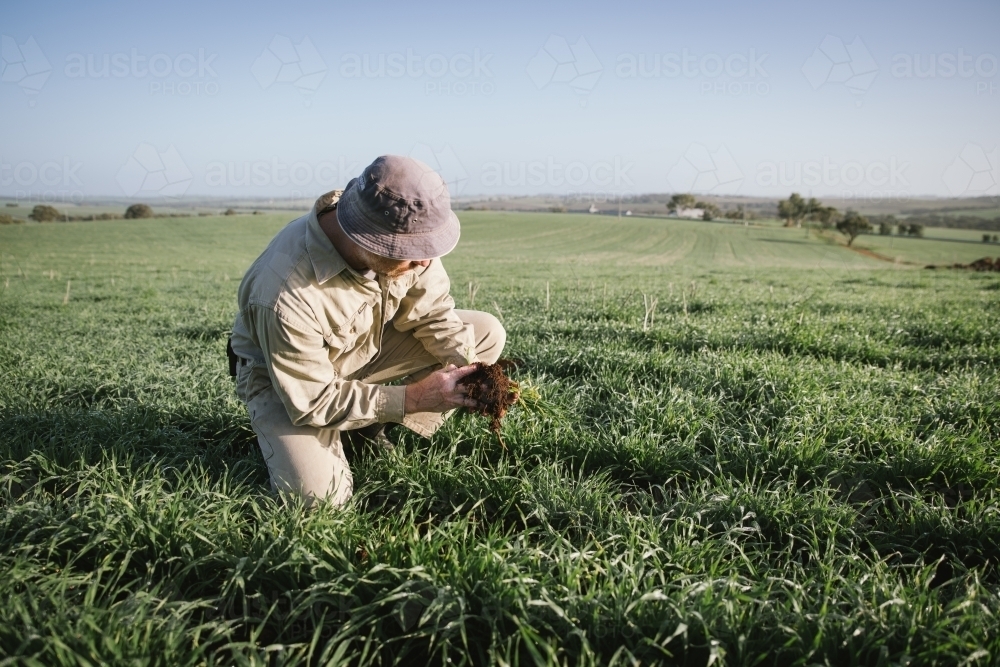 Farmer checking broadacre cereal crop in the Avon Valleyt of Western Australia - Australian Stock Image