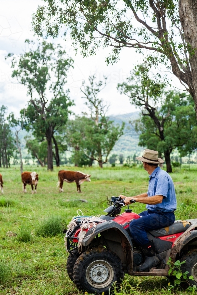 Farmer checking on new Hereford cattle in green paddock after rain - Australian Stock Image