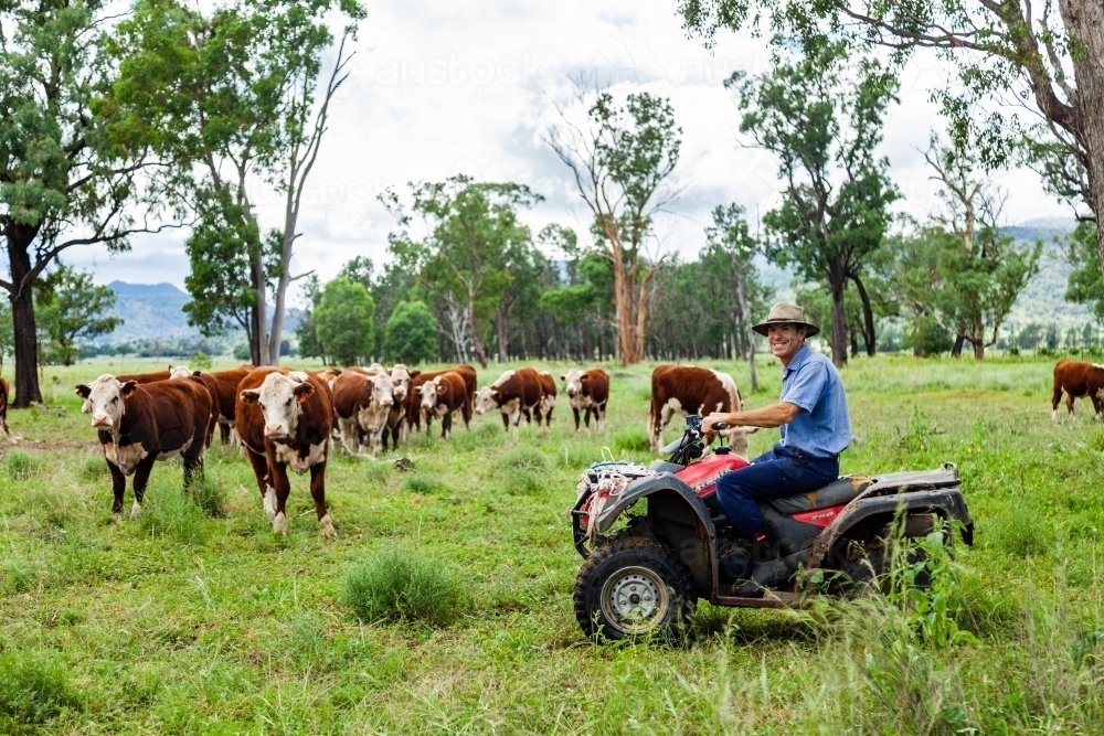 Farmer checking on new Hereford cattle in green paddock after rain - Australian Stock Image