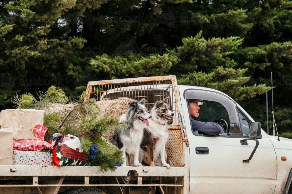 Farmer driving ute loaded with dogs and chritmas gifts. - Australian Stock Image