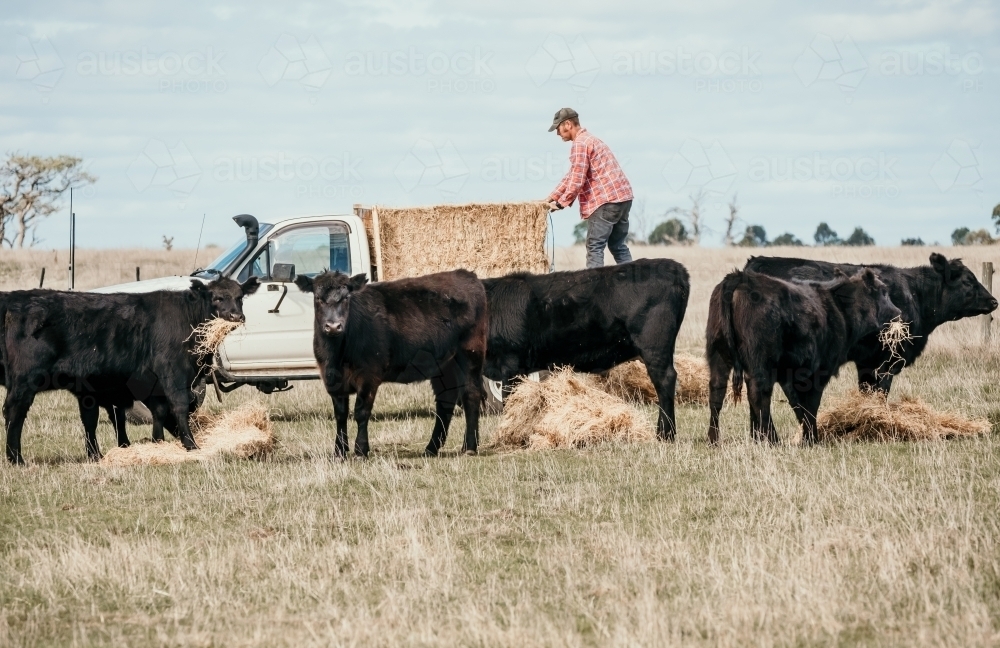 Farmer feeding hay to cows. - Australian Stock Image