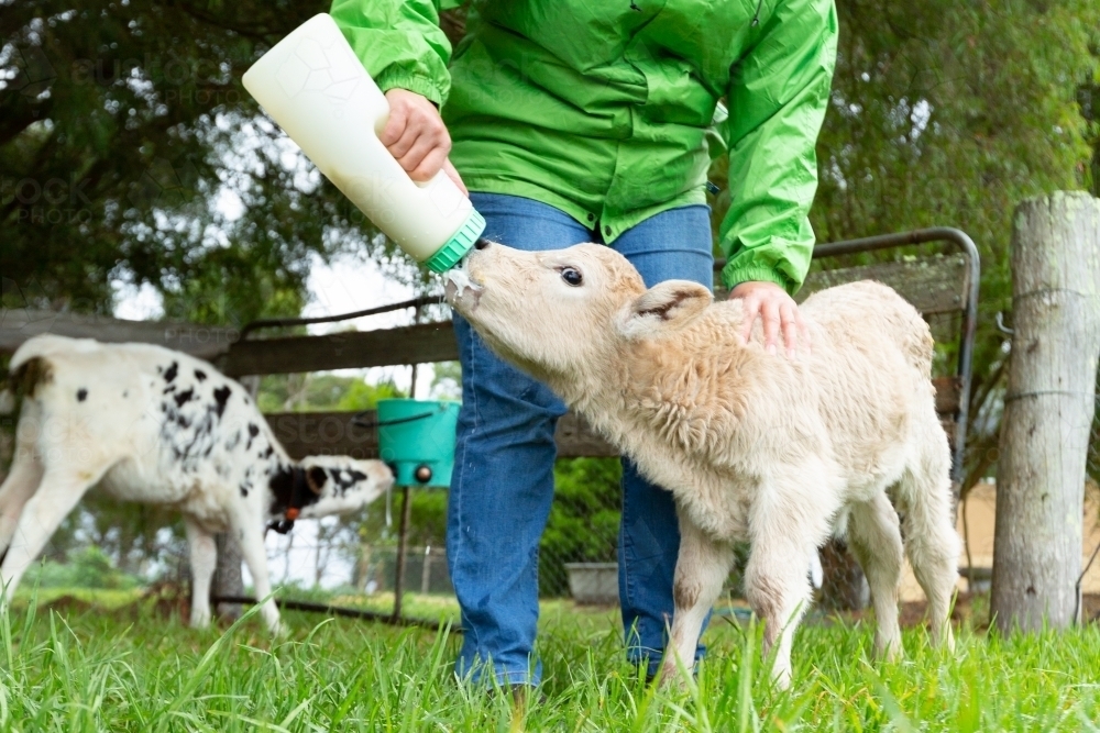 farmer feeding poddy calves - Australian Stock Image