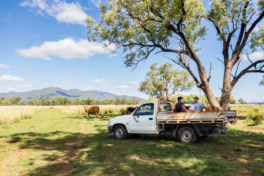 Farmer in paddock with ute checking on cattle showing grand niece the farm - Australian Stock Image