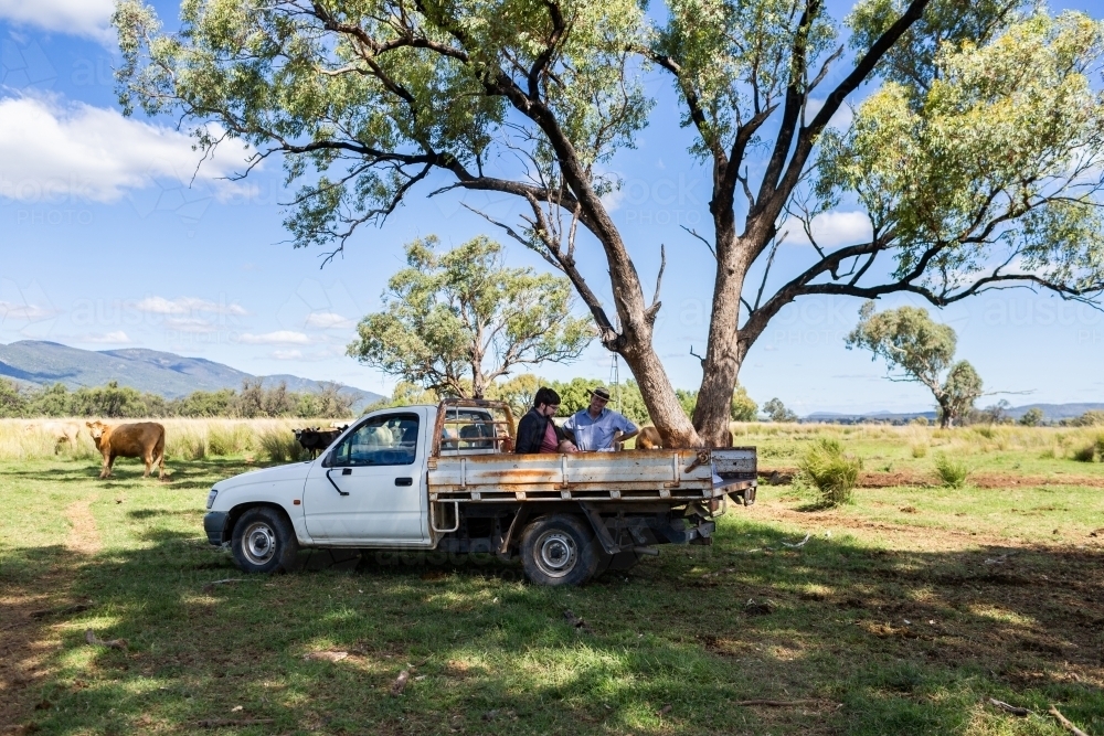 Farmer in paddock with ute checking on cattle showing grand niece the farm - Australian Stock Image