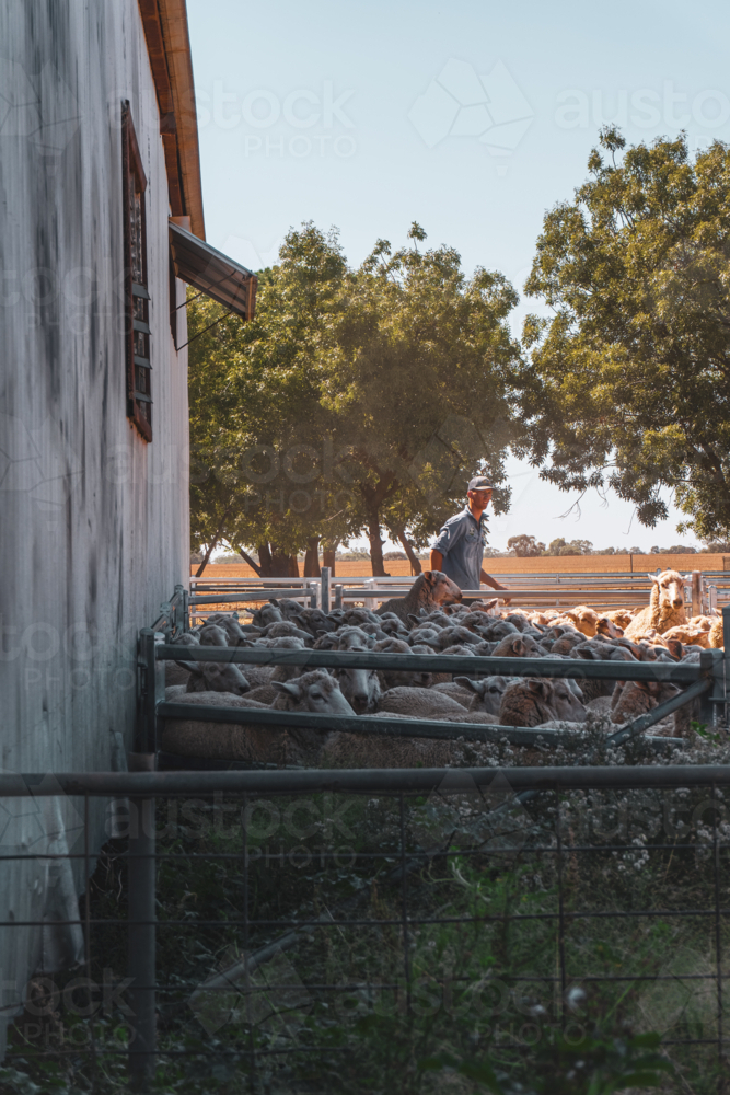 Farmer in the sheep yards, by the shearing shed - Australian Stock Image