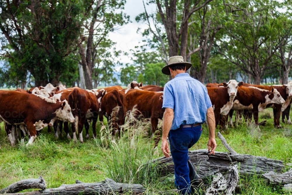 Farmer inspecting cattle herd in green paddock - Australian Stock Image