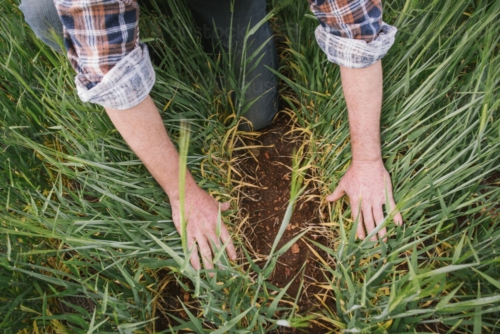 Farmer inspecting cereal crop in the Wheatbelt of Western Australia - Australian Stock Image