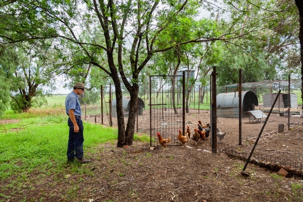 Farmer letting the chooks out - Australian Stock Image