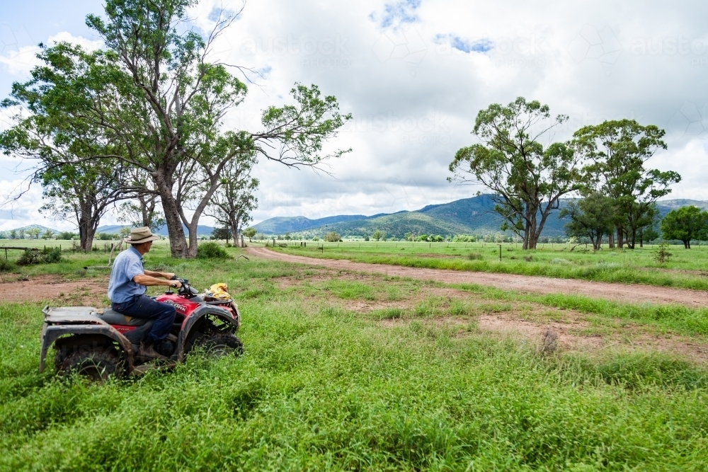 farmer on four wheeler riding through farm paddock - Australian Stock Image