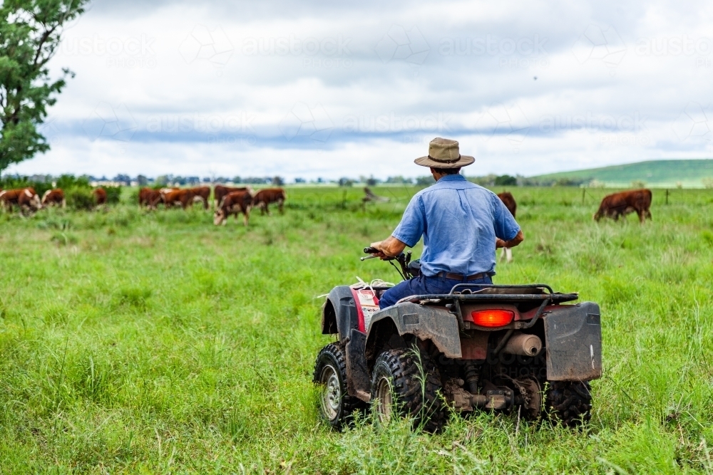 Farmer on quad bike checking cattle in green paddock - Australian Stock Image