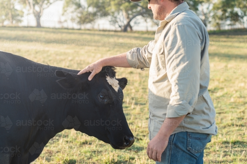 farmer patting one of his cows - Australian Stock Image