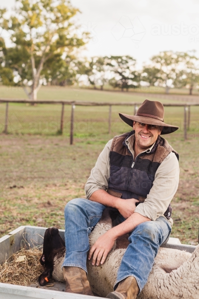 farmer riding with injured ewe in trailer - Australian Stock Image