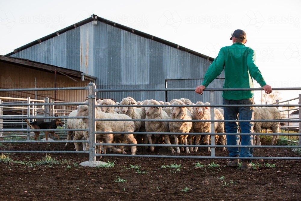Farmer watching the sheep in the  yard - Australian Stock Image