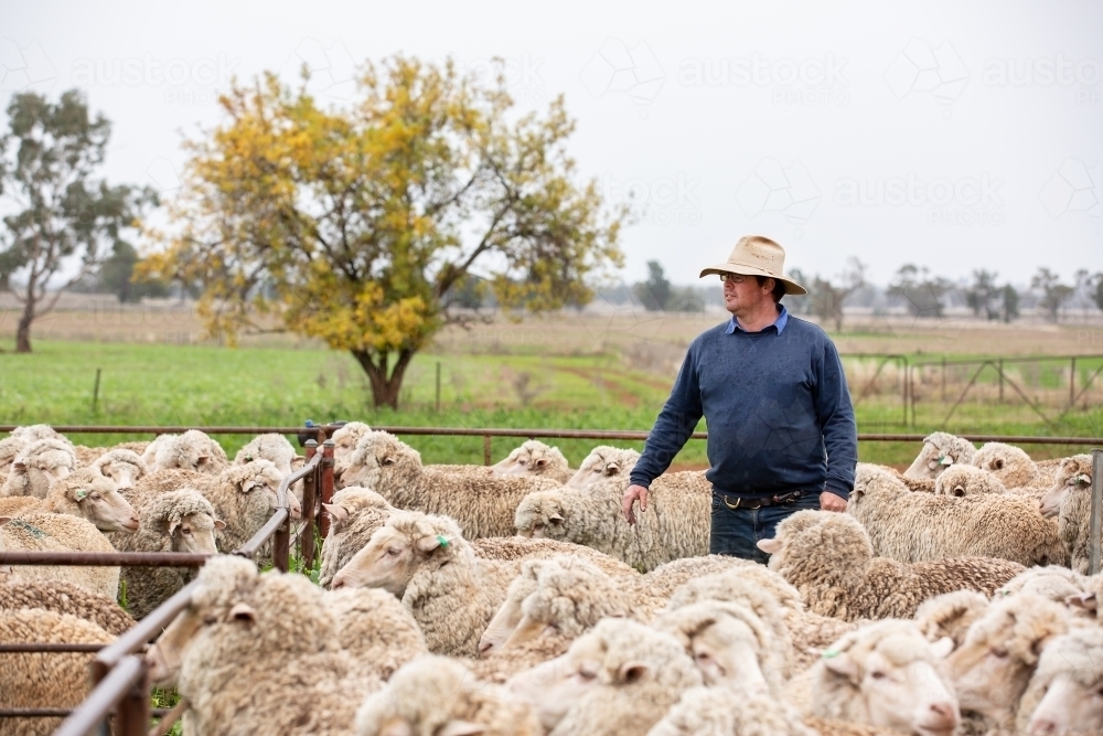 Farmer with sheep in the yards - Australian Stock Image